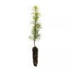 The Jonsteen Company Douglas-fir | Small Tree Seedling | The