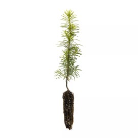 The Jonsteen Company Douglas-fir | Small Tree Seedling | The Jonsteen Company