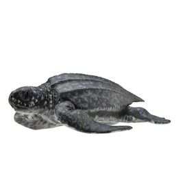 CollectA Leatherback Sea Turtle