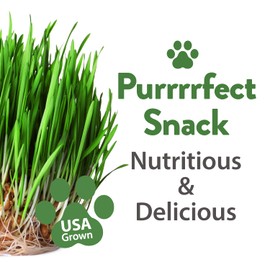 HOME GROWN Cat Grass Seeds - Grow Cat Grass for Indoor Cats - Cat Grass Seeds Bulk - Refill Cat Growing Grass Kit - Heirloom Cat Grass Seed (Cat Grass - 4pack)