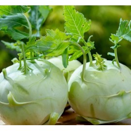 Axel's Garden Seeds Giant White Kohlrabi Seeds | Heirloom | Non-GMO | Fresh Garden Seeds - 300 Seeds