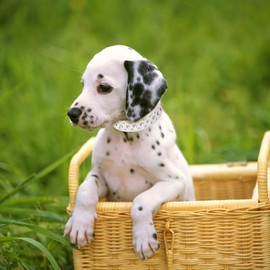 Diamond Dog Collar for Small Dogs, White Faux Leather Bling Puppy Collar Crystal Glitter Pretty Jewel Female Rhinestone Cat Collars for XXS XS Small Medium Large Pet Girls Dogs Kitten, Width 1-inch S