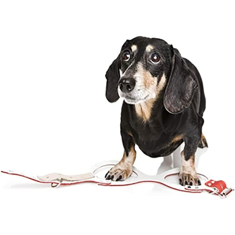 Buddy Belt S Harness Pebble Grain Red - Edición Premium