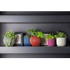Capi Europe - Bowl Ball Groove Colours - 12x10 -