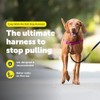PetSafe Easy Walk Arnés para Perro, Anti tirones, Frambuesa/Gris, M