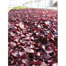 Organic Natural Pure Perilla Frutescens Tea Bag- 50 Tea Bags (Biodegradable PLA Tea Bag Filters)