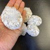Waka Sterilized Clean Oyster Shells 5 Bags Aquarium Filter Material