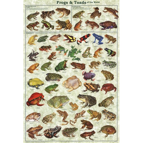 Picture Peddler Frogs & Toads of the World Laminated Educational Science Classroom Chart Print Poster 24x36