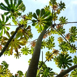 Rio Health Tinctures Cecropia (Takuna), 30 ml