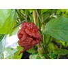 Chocolate Reaper Hot Pepper Seeds 10+ Seeds