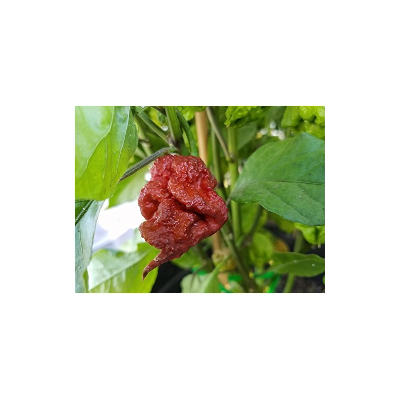 Chocolate Reaper Hot Pepper Seeds 10+ Seeds