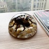 Real Spider Specimens in Resin Paperweight Crafts, Animal Taxidermy Collection