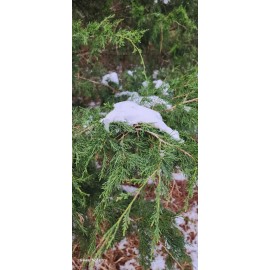 Unbranded 3 Southeastern Red Cedar Trees Live Plants  Seedlings Sapling 6-8"   Bare Root