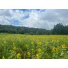 Crush Seeds of Science Food Plot Seed - Summer Crush
