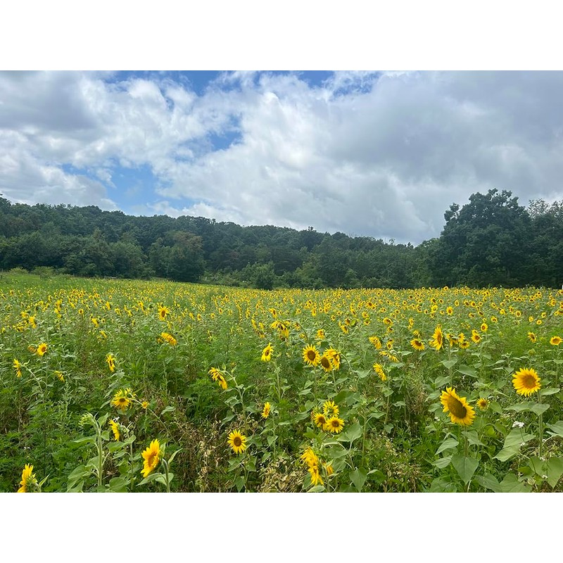 Crush Seeds of Science Food Plot Seed - Summer Crush