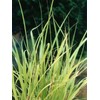 East Indian Lemongrass (Cymbopogon flexuosus) - approx 250 seeds