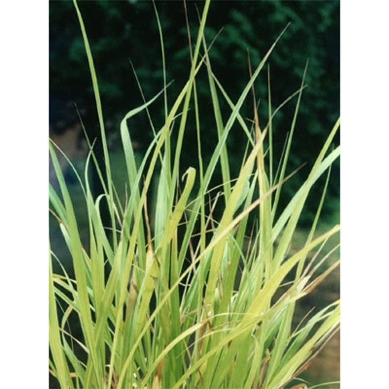 East Indian Lemongrass (Cymbopogon flexuosus) - approx 250 seeds