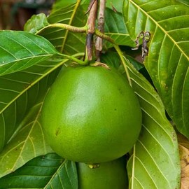 Borojo Seeds (Alibertia patinoi) Packet of 3 Seeds