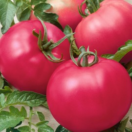 Chef's Choice Pink F1 Hybrid AAS Tomato Seeds - 1 Oz ~6800 Seeds - Non-GMO, F1 Hybrid - Vegetable Garden - Lycopersicon esculentum