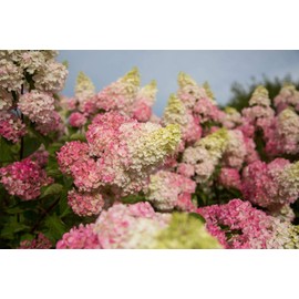Live plant from Green Promise Farms Hydrangea pan. Berry (Panicle) Shrub, 3-Size Container, White-Pink Flowers