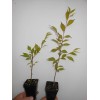 Tree 2 Okame Flowering Cherry trees 2.5" pot