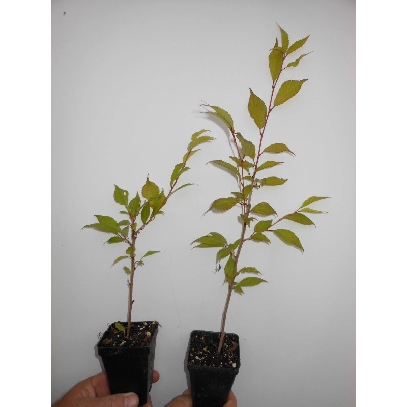 Tree 2 Okame Flowering Cherry trees 2.5" pot