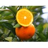 Orange Seeds for Planting 40 Pcs