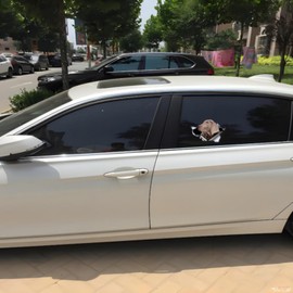 Car Sticker 25 cm (9.8 Inch) Weimaraner Sticker Funny Weimaraner Car Sticker Pet Dog Waterproof Sticker 3D Torn Metal Reflective Sticker Bumper Car Window Funny Decor