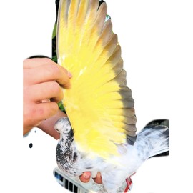 PINTURA COLOR NEON PARA PALOMOS DEPORTIVOS GT SPAIN PINTURA DECORATIVA PARA PALOMAS AVES PAINT FOR PIGEONS BIRDS (ROJOO)