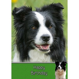 Border Collie Dog Birthday Card