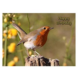 Robin Birthday Card