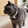 Cat Collar Breakaway with Bell and Bow Tie, Plaid Design