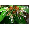Buy Rare Seeds Rauvolfia serpentina | Indian Snakeroot | Devil