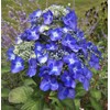 Hydrangea Mix 10+ Seeds Flowers Planting for Outdoor Indoor