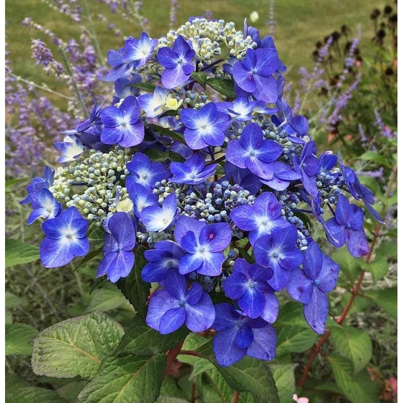 Hydrangea Mix 10+ Seeds Flowers Planting for Outdoor Indoor