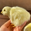 Pack of 2 Realistic Yellow Furry Baby Chicks Lifelike Fur