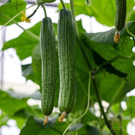 David's Garden Seeds Cucumber Slicing Yamato 25 Non-GMO, Heirloom Seeds