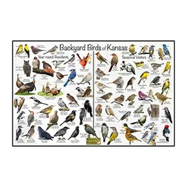 Where's Wildlife Backyard Birds of Kansas Bird Identification Poster Divided into Year-round Residents and Seasonal Visitors - Birdwatching Nature Chart (20" x 30")