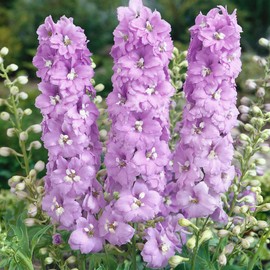 Outsidepride 100 Seeds Perennial Delphinium Magic Fountain Lilac Pink White Bee Garden Flower Seeds for Planting