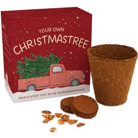 Christmas Tree Growing Set as Advent Calendar Filling - Mini Gift as an Idea for the Advent Calendar for Women and Men - Nordmann Fir for Planting Yourself