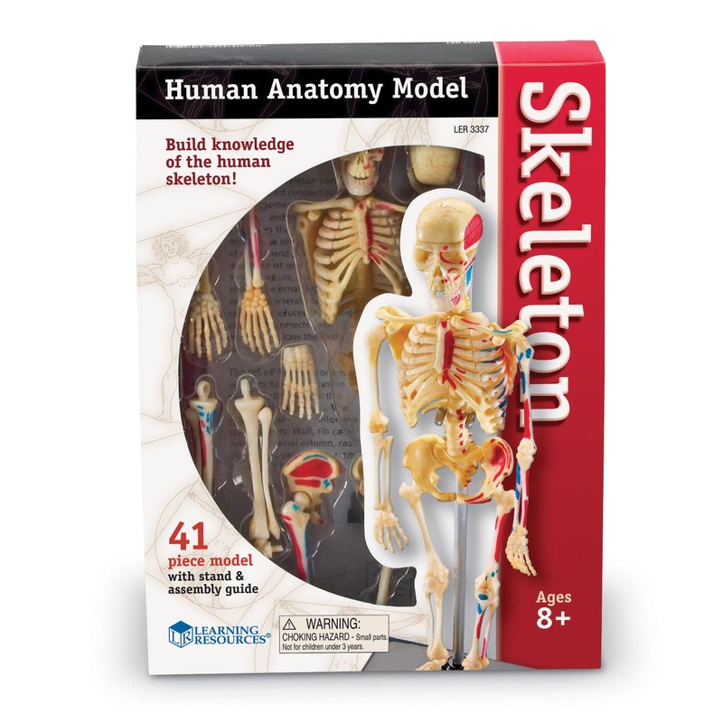 Learning Resources Skeleton Model, Science Classroom Must Haves, STEM Student