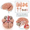 RONTEN Human Brain Anatomical Model, Colored Brain,Anatomically Accurate Brain Model