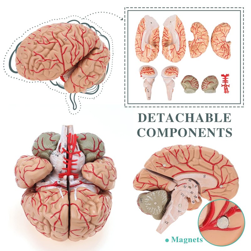RONTEN Human Brain Anatomical Model, Colored Brain,Anatomically Accurate Brain Model