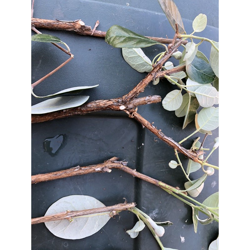 guava 4 Fresh Pineapple Guava Tree Cuttings for Planting .