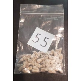 55 WHITE COTTON Gossypium Seeds Non-GMO USA Seller Grow Your Own Cotton Farm