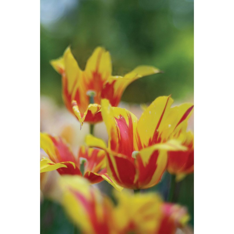 Our Daily Bread 2025 Daily Planner