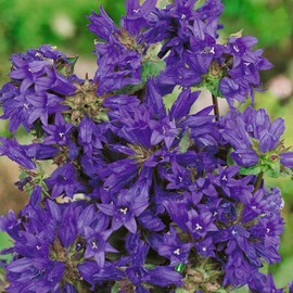 Outsidepride Bellflower Campanula Glomerata Superba Plant Seed - 1000 Seeds