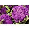 NIKA SEEDS - Seeds Vegetable Cauliflower Purple Cabbage - 100