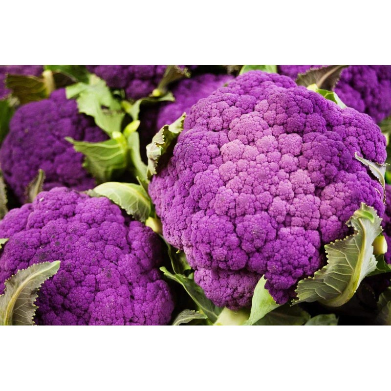 NIKA SEEDS - Seeds Vegetable Cauliflower Purple Cabbage - 100
