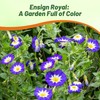 Outsidepride Ensign Royal Morning Glory Seeds - 1000 Pcs. Annual,
